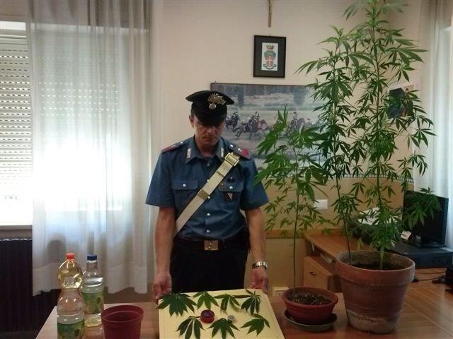 San Giorgio Del Sannio, coltiva cannabis sul terrazzo. Arrestato 41enne già posto a sorveglianza speciale